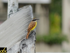 Pitangus sulphuratus