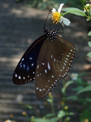 Euploea midamus