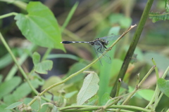 Orthetrum sabina