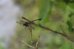 Ictinogomphus rapax