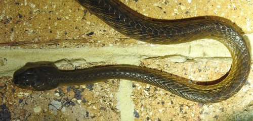 Brown Tree Snake sighting