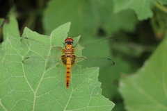 Urothemis signata