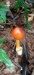Amanita hemibapha