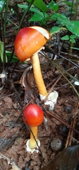 Amanita hemibapha