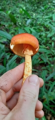 Amanita hemibapha