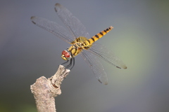 Urothemis signata