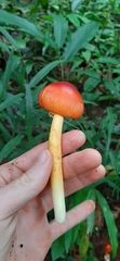 Amanita hemibapha