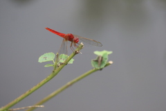 Crocothemis servilia
