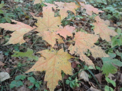 Acer pictum mono