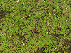 Potamogeton nodosus