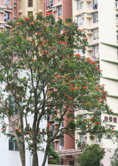 Spathodea campanulata