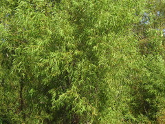 Salix nigra
