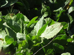 Rapistrum rugosum