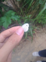 Leptosia nina niobe
