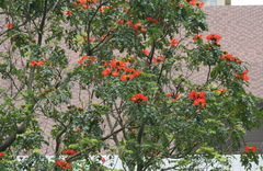 Spathodea campanulata