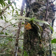 Gastrochilus sororius