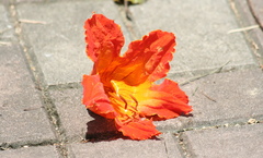 Spathodea campanulata