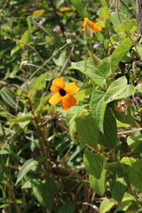 Thunbergia alata