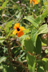 Thunbergia alata