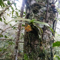 Gastrochilus sororius