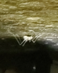 Euhadenoecus puteanus