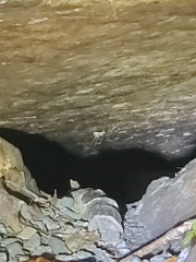 Euhadenoecus puteanus