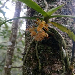 Gastrochilus sororius