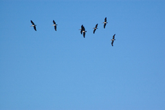 Pelecanus occidentalis