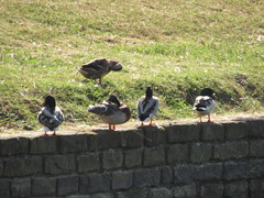 Anas platyrhynchos