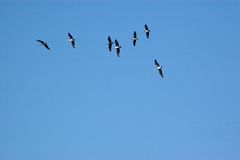 Pelecanus occidentalis