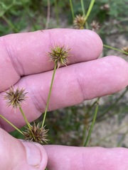 Juncus polycephalus