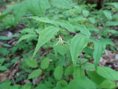 Prosartes lanuginosa