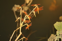 Brachythemis contaminata