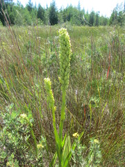 Platanthera aquilonis
