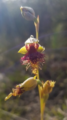 Calochilus campestris