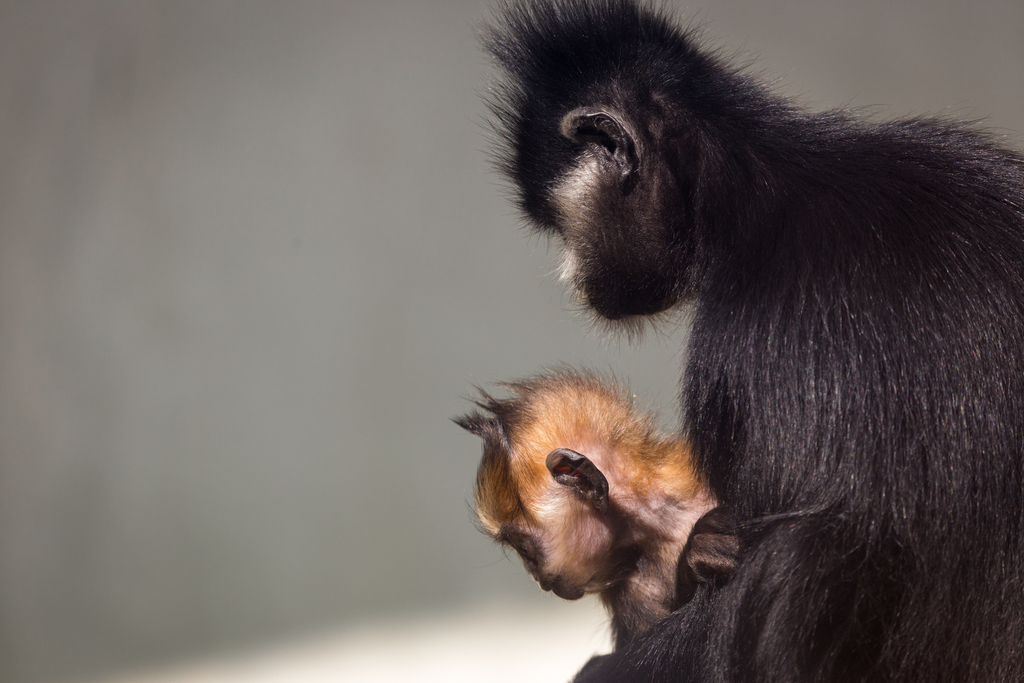 François’s Langur