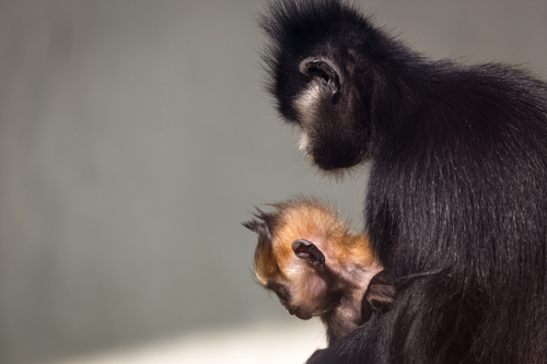 François’s Langur