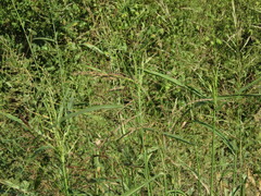 Sorghum halepense