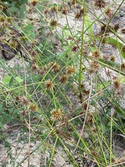 Juncus polycephalus