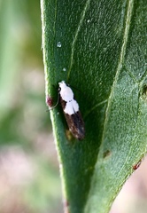 Mompha circumscriptella