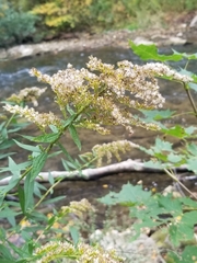 Solidago canadensis canadensis