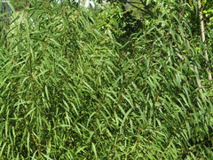 Salix nigra
