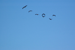 Pelecanus occidentalis