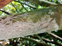 Etheirodon fimbriatum