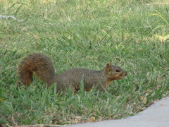 Sciurus niger