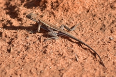 Ctenophorus spinodomus