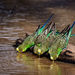 虎皮鸚鵡 - Photo 由 Michael Hains 所上傳的 (c) Michael Hains，保留部份權利CC BY-NC
