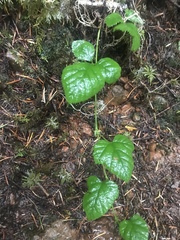Rubus nivalis