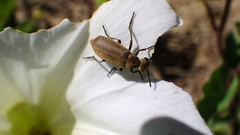 Epicauta ferruginea