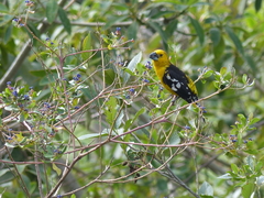 Pheucticus chrysogaster